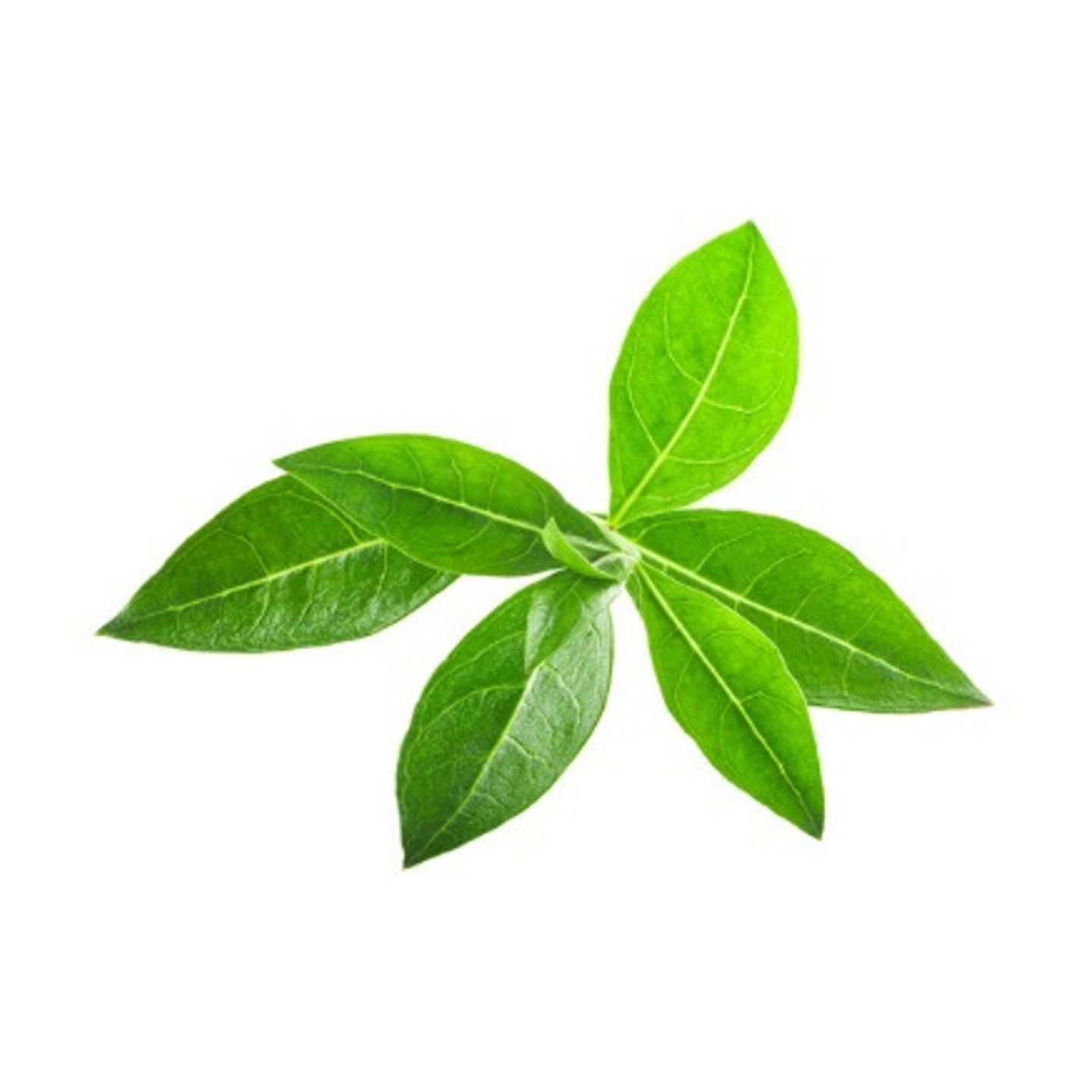 Henna (Lawsonia Inermis)