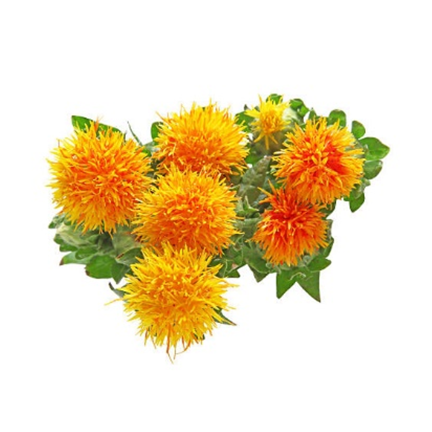 Safflower (Carthamus Tinctorius)