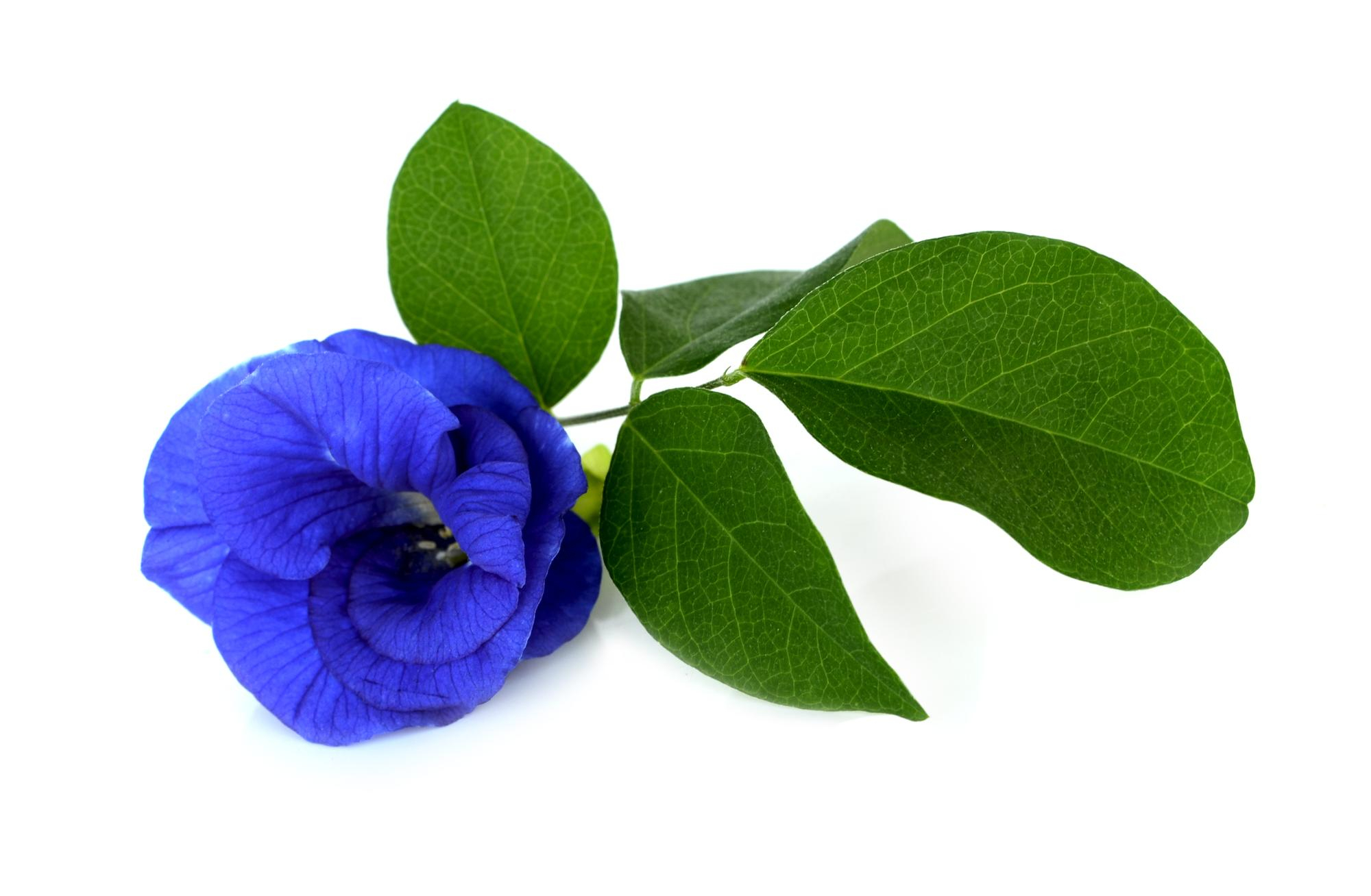 Indigo Leaf Powder